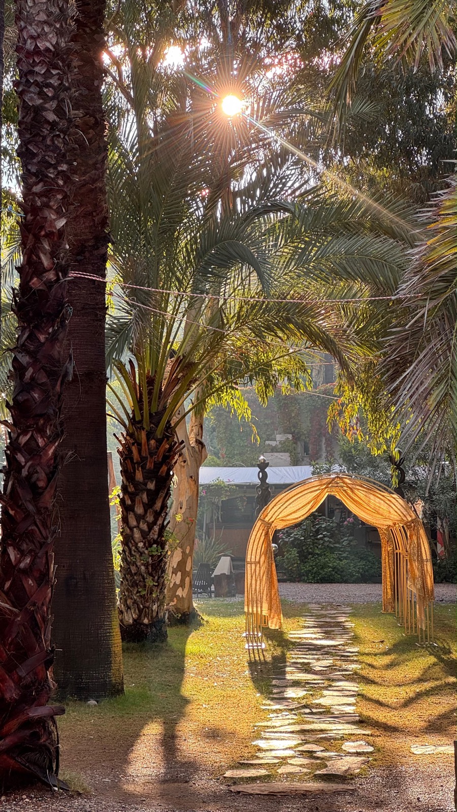 Warm sunlight falling through palms onto a path and a small fabric-covered arch